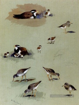  Thorburn Art - Étude de Bécasseaux crèmes de couleur crème et autres oiseaux Archibald Thorburn oiseau